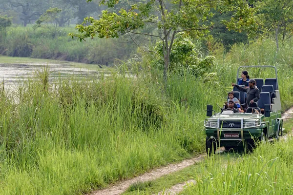 Jungle Safari